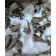 NO99 Supper Giant Ox Horn Spikes 30x40mm 10pcs/bag